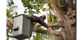 Rock Park Tree Service